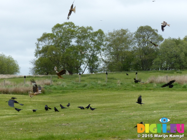 FZ015623 Red kites (Milvus milvus) and Carrion Crows (Corvus corone) feeding